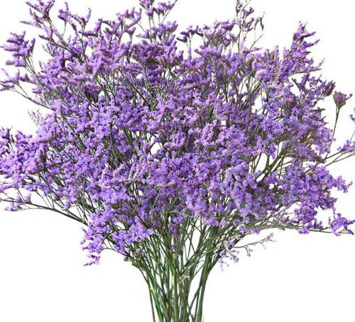 LIMONIUM