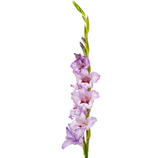 Gladiolus purple