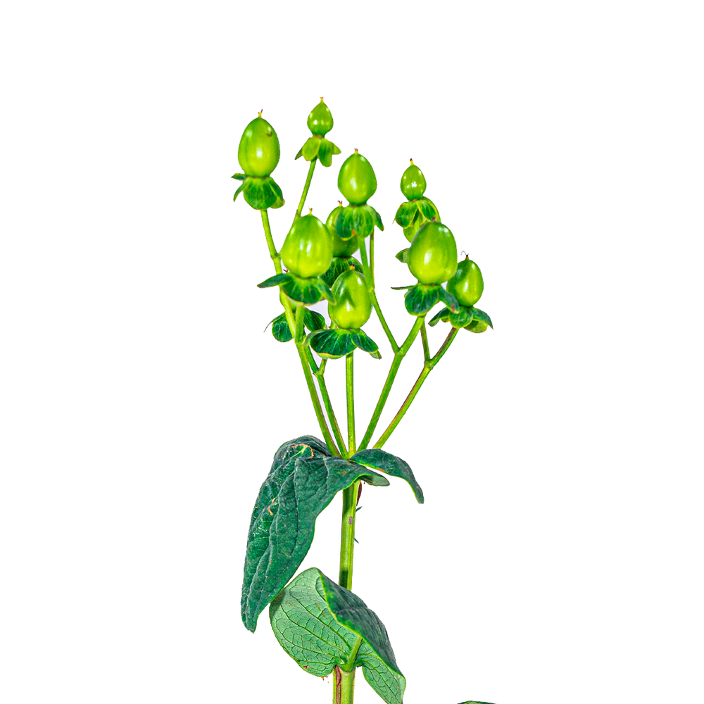 Hypericum Green