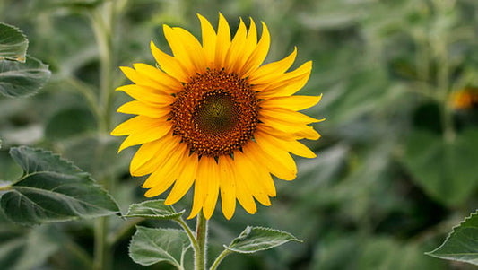 Sunflower (mini)