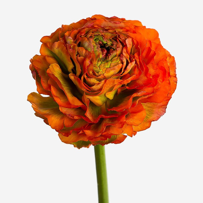 Ranunculus PonPon orange