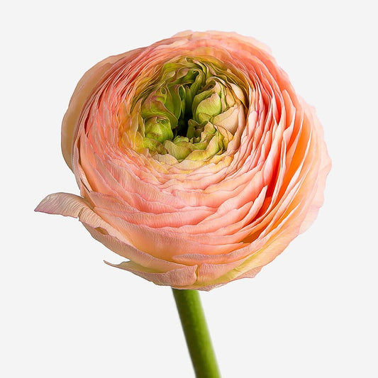 Ranunculus peach