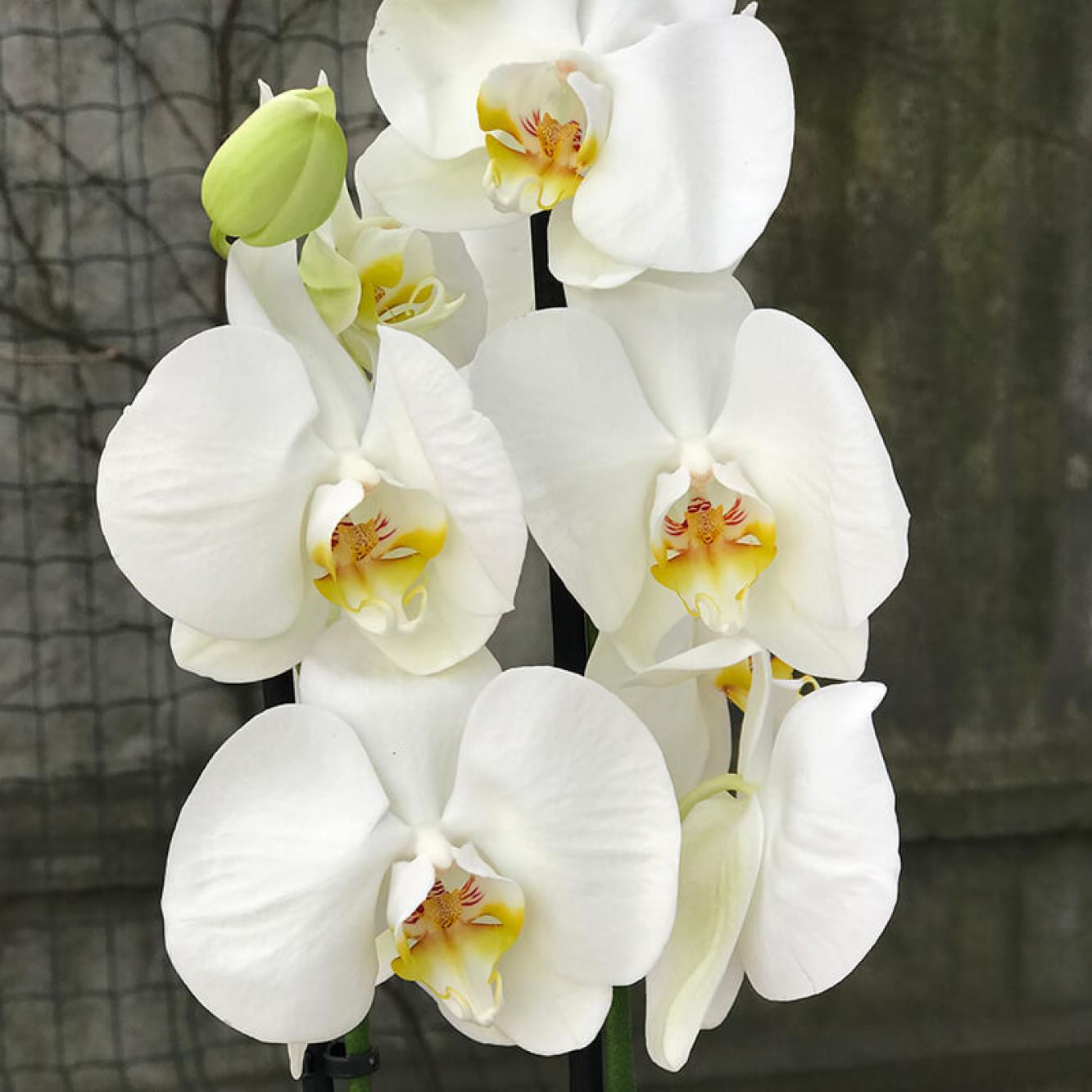 CYMBIDIUM