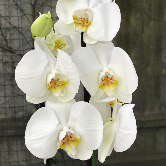 CYMBIDIUM