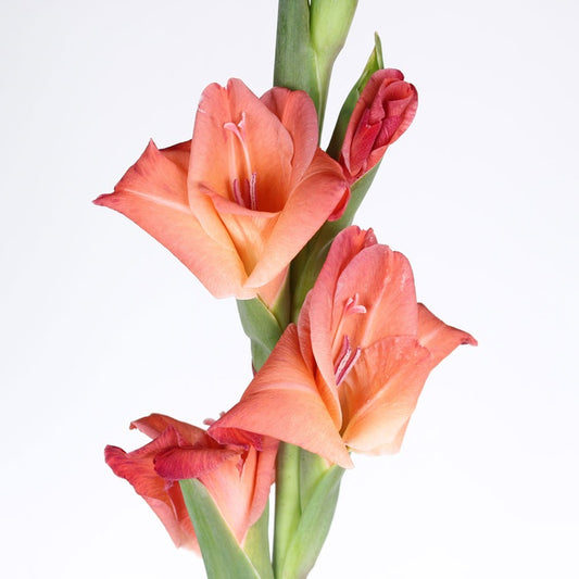 Gladiolus red
