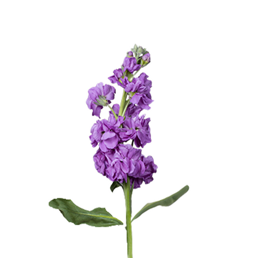 Stock Lavender