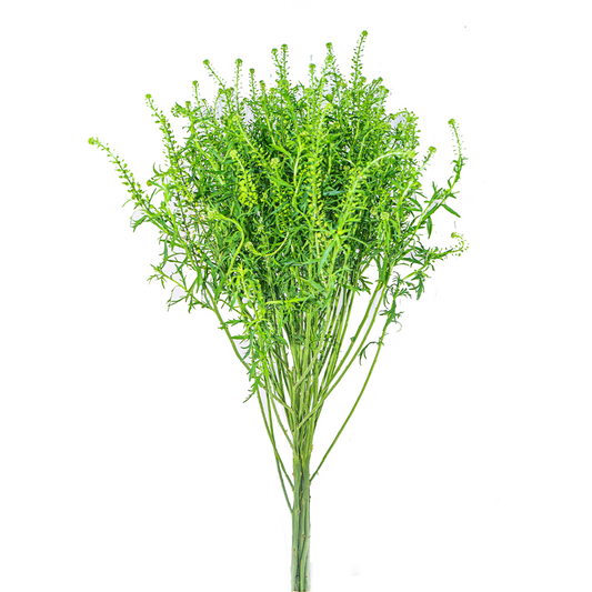 Lepidium