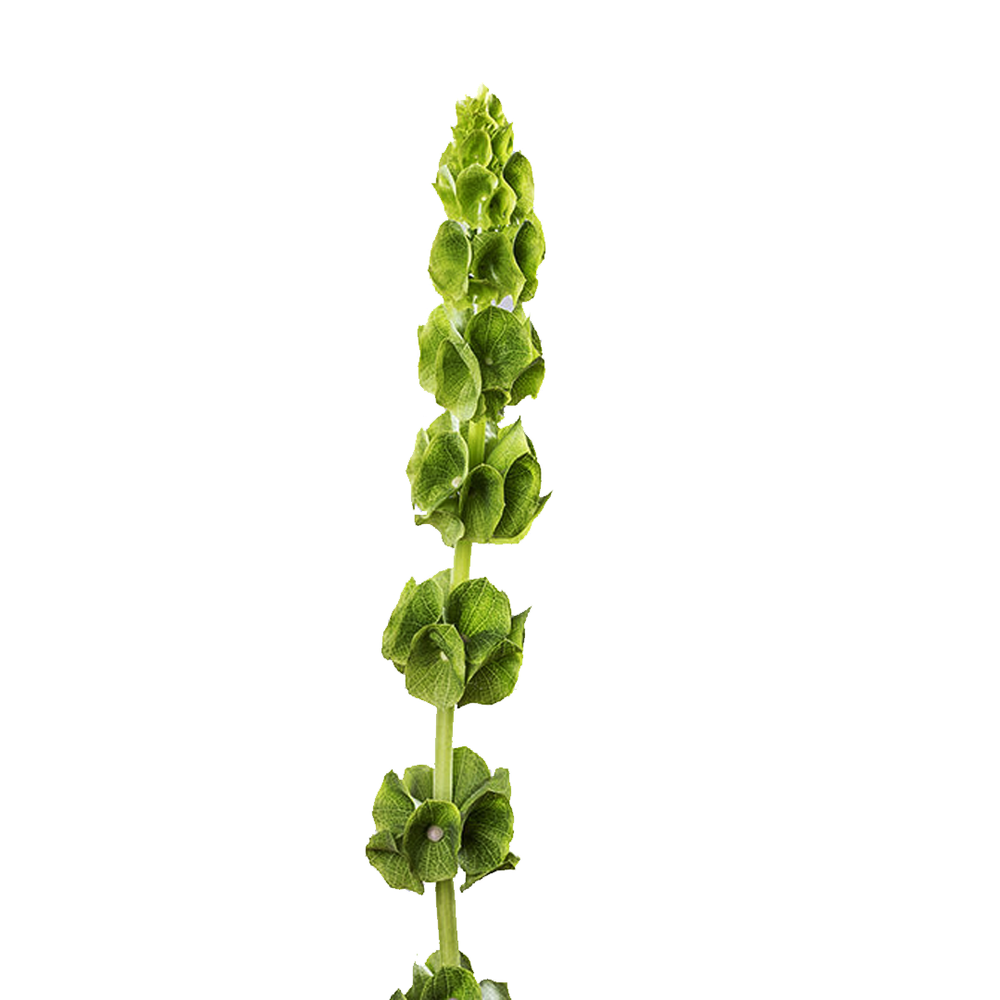 MOLUCCELLA
