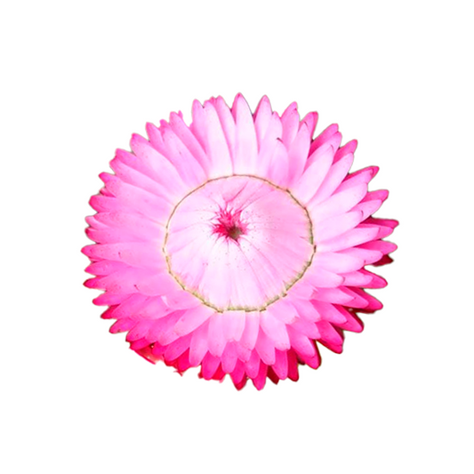Helychrisum Pink