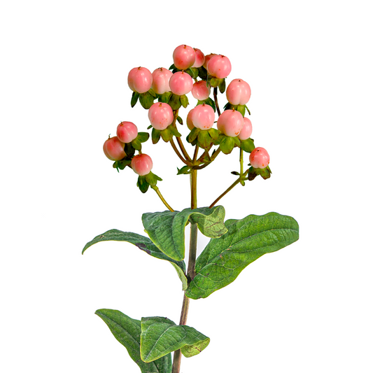 Hypericum Pink