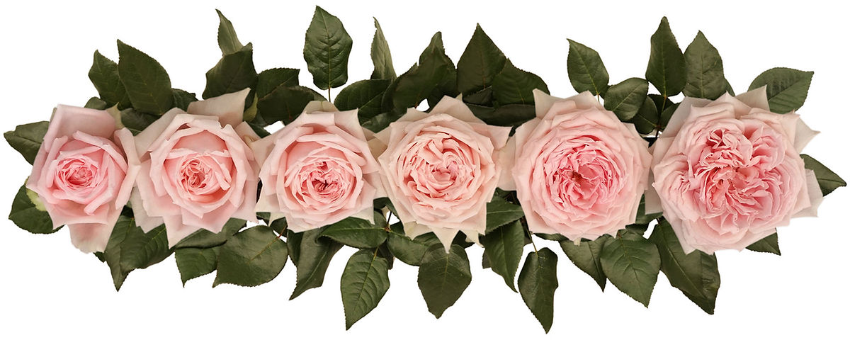 PRINCESS HITOMI® (BEAUTIFUL HISTORY)