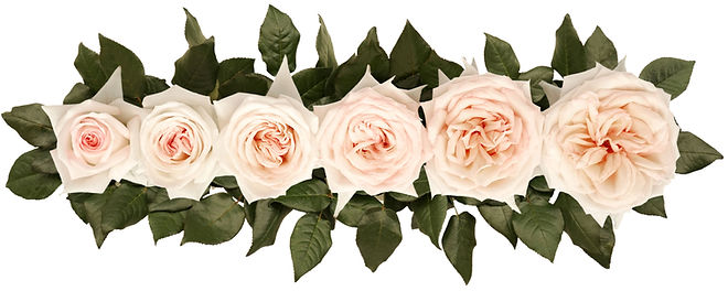 PRINCESS MAYA® (NIGHT RAIN)