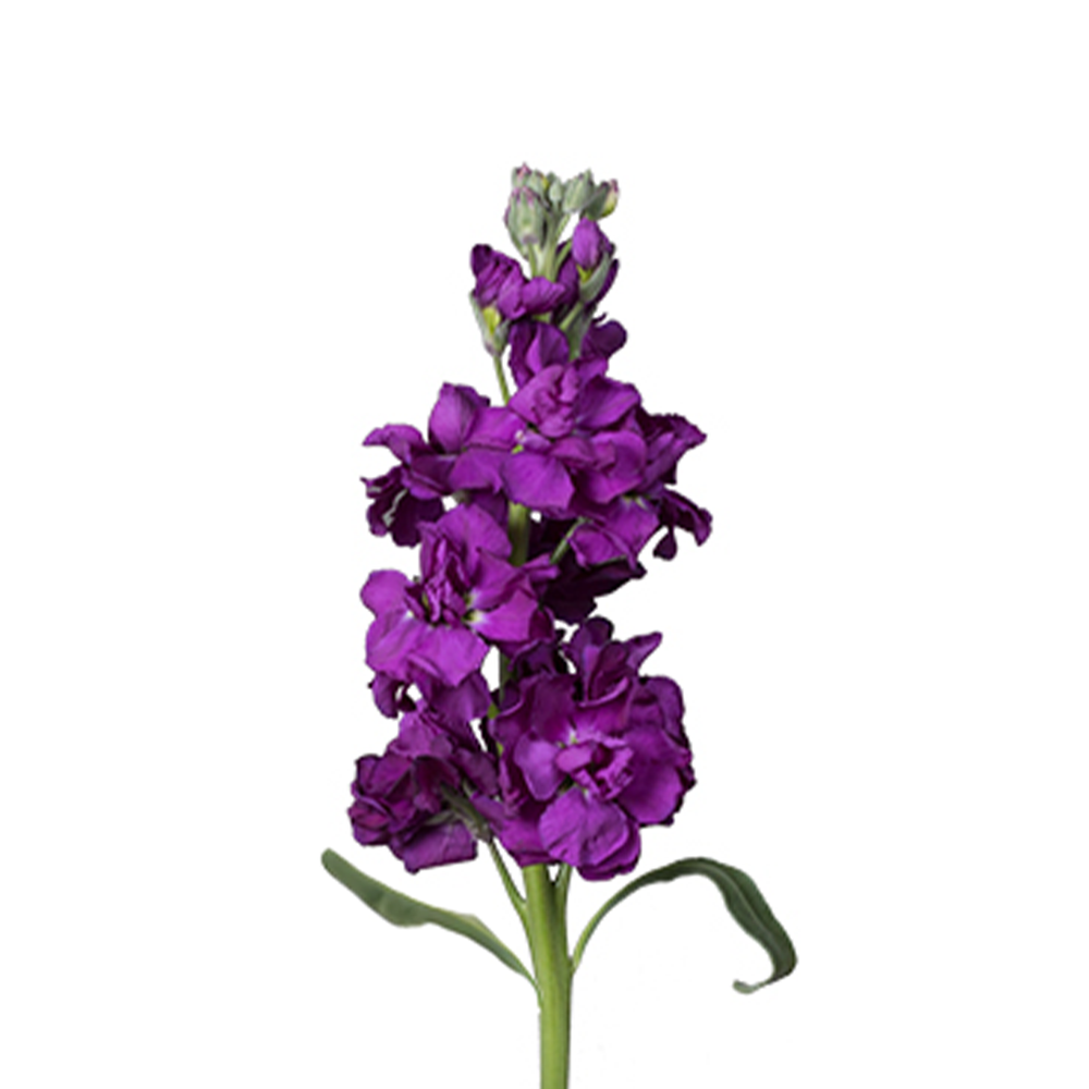 Stock Purple
