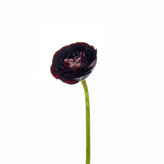 Ranunculus purple