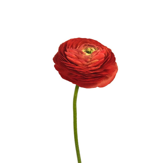 Ranunculus red