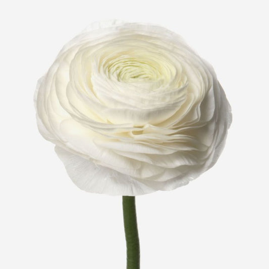 Ranunculus white