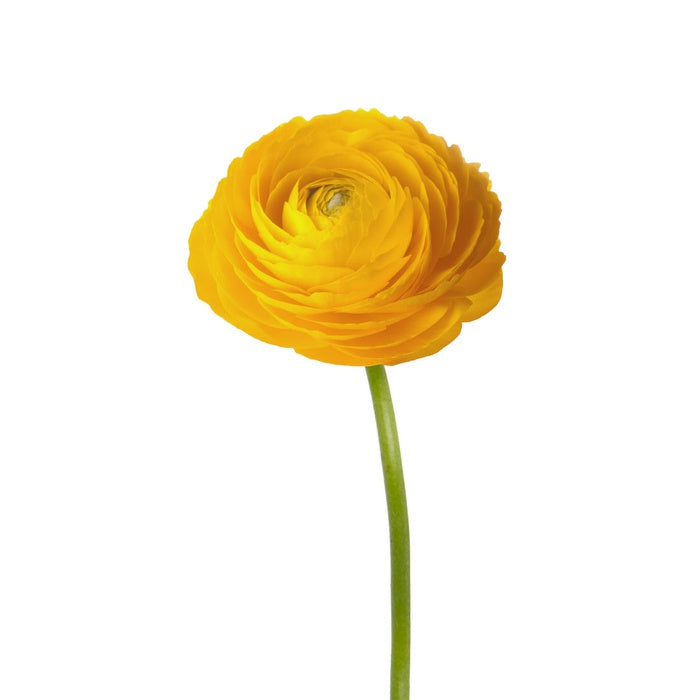 Ranunculus yellow