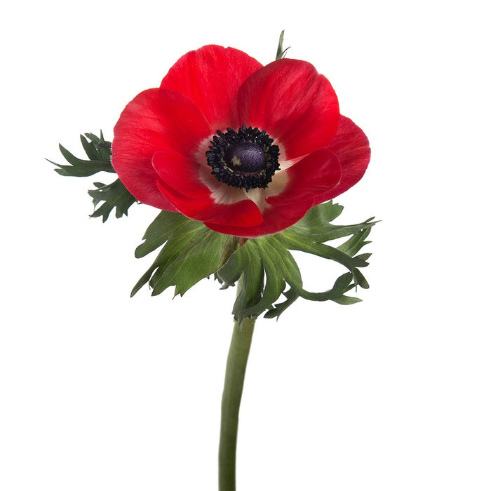 Anemone red