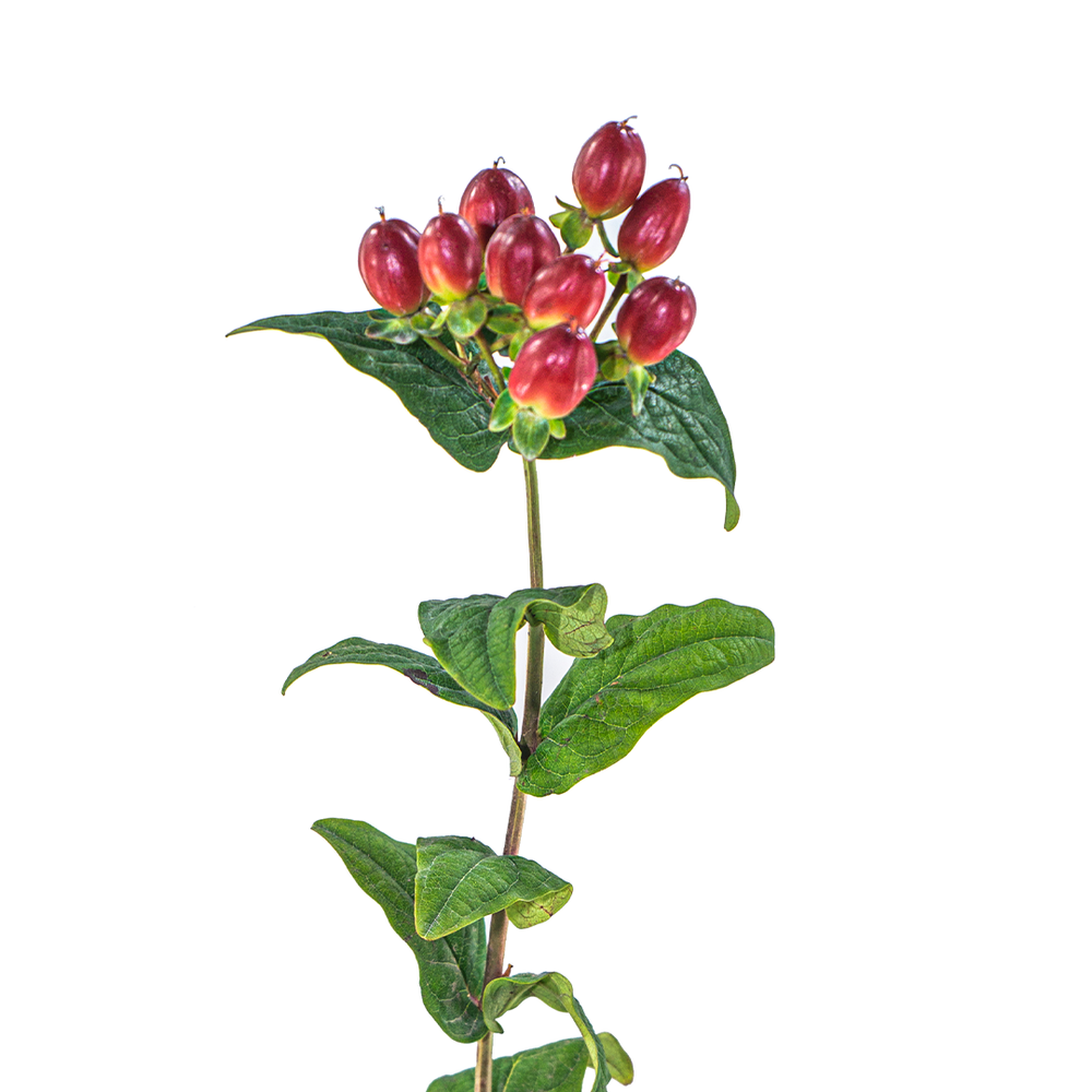 Hypericum Red