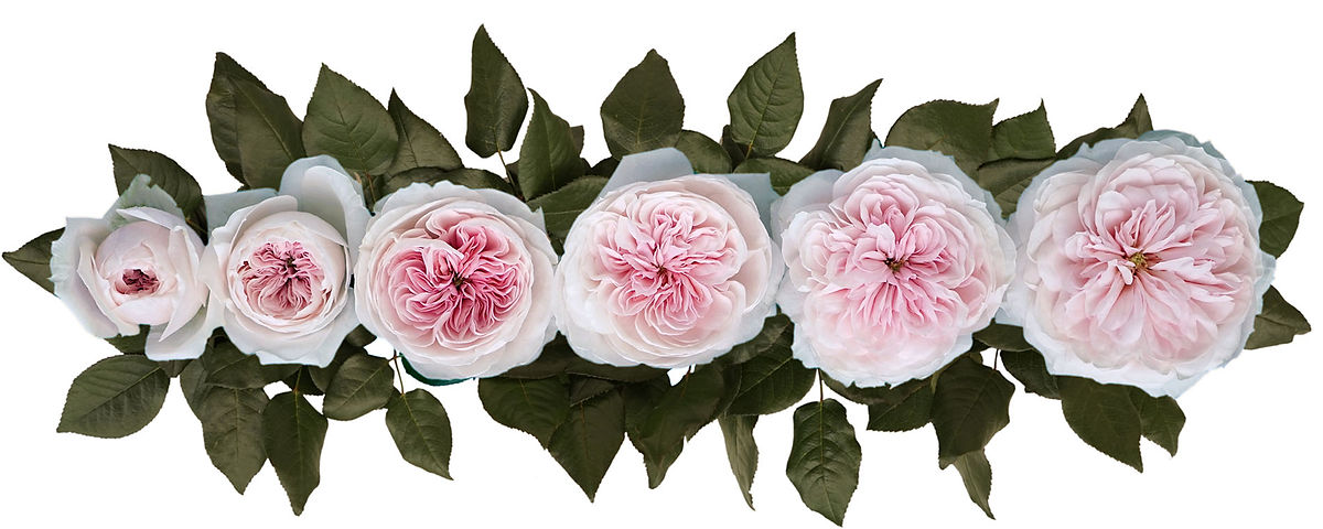 SABRINA® (Meiptorius)