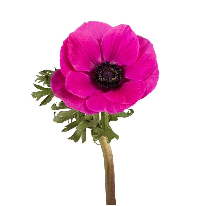 Anemone raspberry