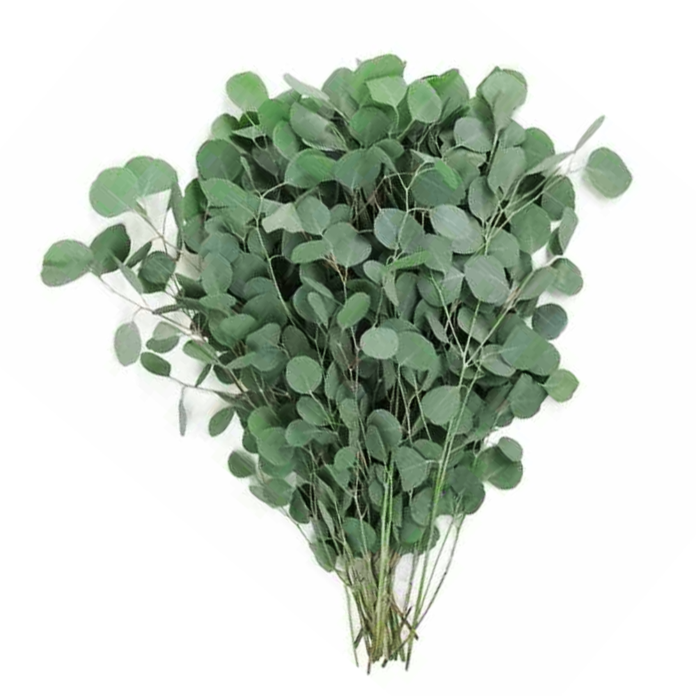 Eucalyptus Silver Dollar