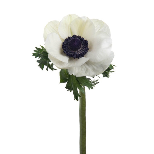 Anemone white