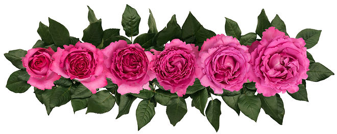 YVES PIAGET® (Meivildo)